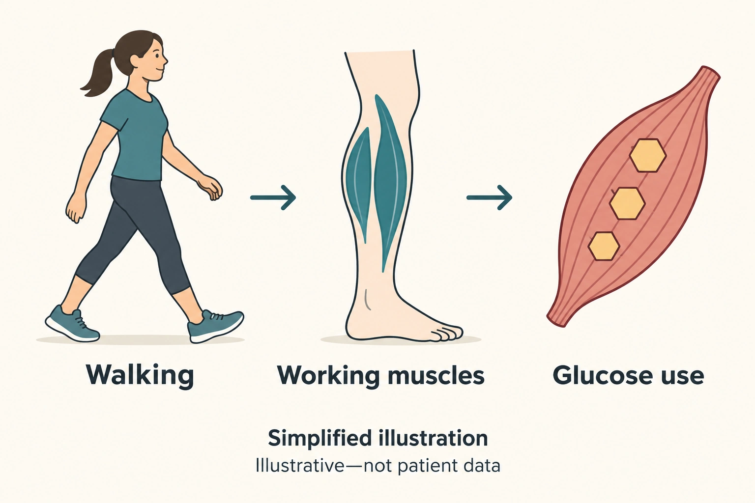 Diagram linking a walking woman, calf muscles, and a stylized muscle containing glucose symbols.